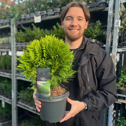Thuja occidentalis 'Danica' 2L / 3L - plants - express.com