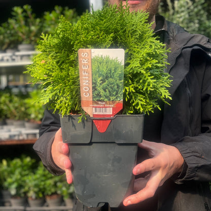 Thuja occidentalis 'Danica' 2L / 3L - plants - express.com