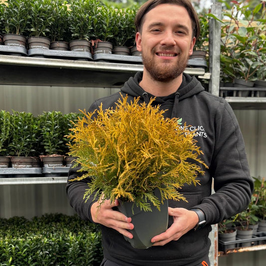 Thuja occidentalis 'Golden Globe' - Compact Evergreen with Golden Foliage - plants - express.com