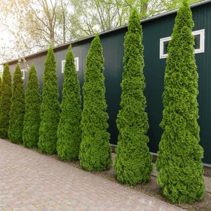 Thuja occidentalis 'Smaragd' 2L - plants - express.com