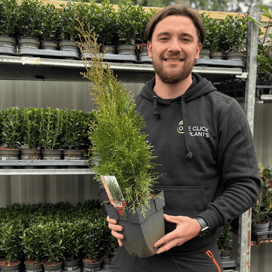 Thuja occidentalis 'Smaragd' 2L - plants - express.com
