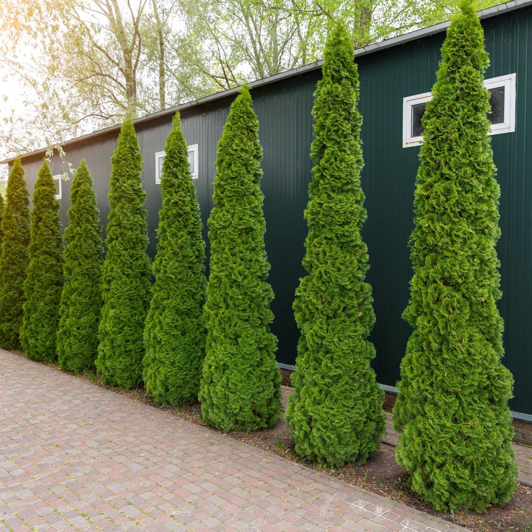 Thuja occidentalis 'Smaragd' Emerald Green Conifer Hedge, 2L Pot - plants - express.com