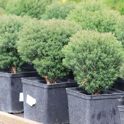 Tiny Teddy Thuja - Charming Dwarf Evergreen Shrub (Pre - Order March 2025) - plants - express.com