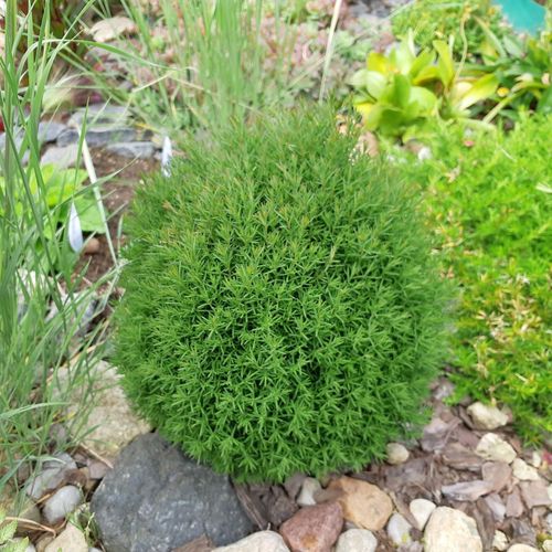 Tiny Teddy Thuja - Charming Dwarf Evergreen Shrub (Pre - Order March 2025) - plants - express.com