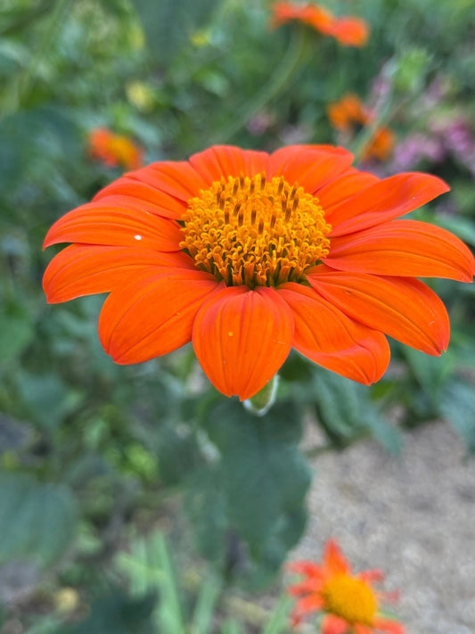 Tithonia Goldfinger - plants - express.com
