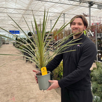 Torbay Dazzler Cordyline - Compact Tropical Garden Gem in 1.5L Pot - plants - express.com
