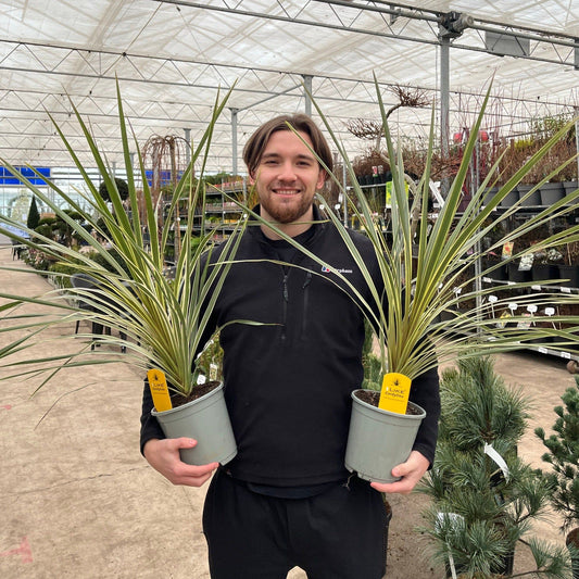 Torbay Dazzler Cordyline - Compact Tropical Garden Gem in 1.5L Pot - plants - express.com