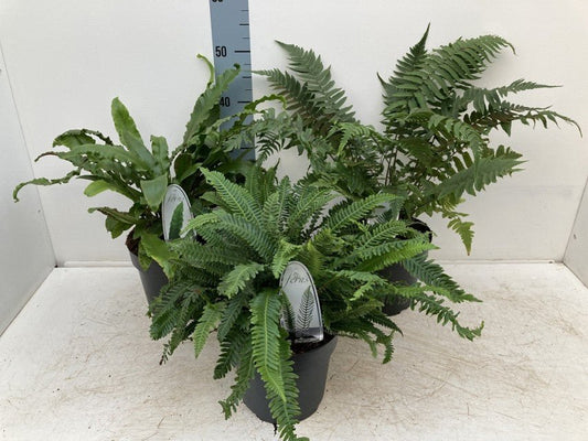 Trio of Lush Ferns in 11cm Pots - Perfect for Shade, Low Maintenance! - plants - express.com