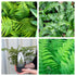 3 x 11cm Plants