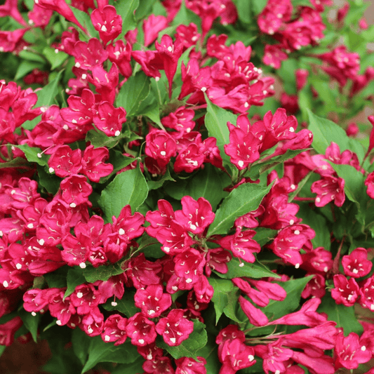 Trio of Vibrant 9cm Mixed Weigela - Lush Colors for Your Garden! - plants - express.com