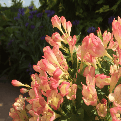 Trio of Vibrant 9cm Mixed Weigela - Lush Colors for Your Garden! - plants - express.com