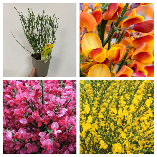 Triple Blooming Cytisus 2L Trio - Vibrant, Low - Maintenance Garden Beauties! - plants - express.com