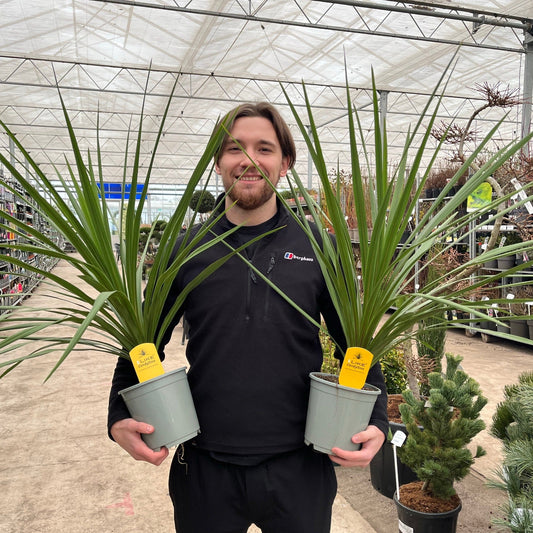 Tropical Elegance: Cordyline australis Peko Compact Green Palm - Low Maintenance - plants - express.com