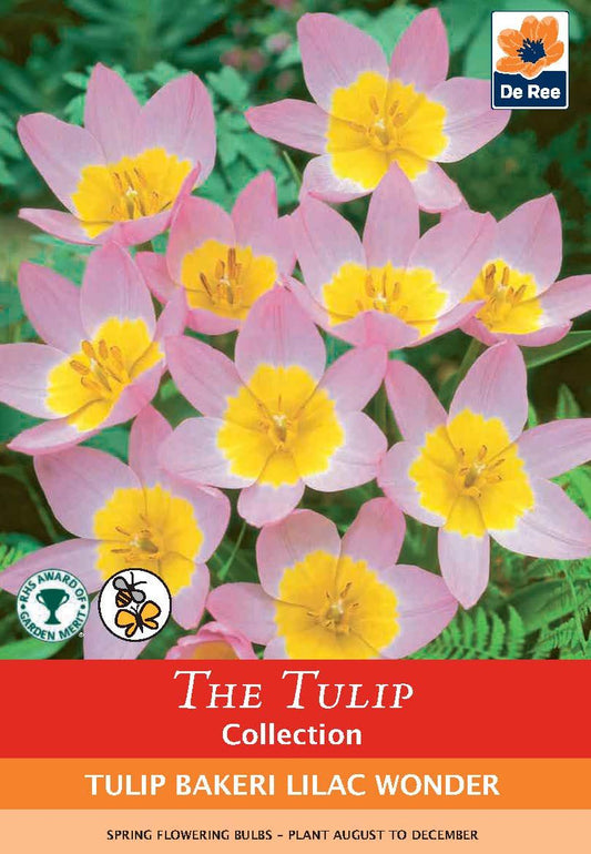 Tulip Bakerii 'Lilac Wonder' (8 Bulbs) - plants - express.com