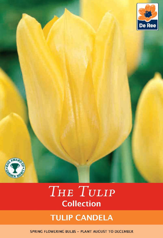Tulip 'Candela' (6 Bulbs) - plants - express.com