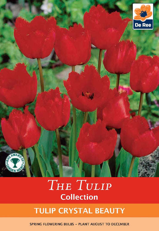 Tulip 'Crystal Beauty' (6 Bulbs) - plants - express.com