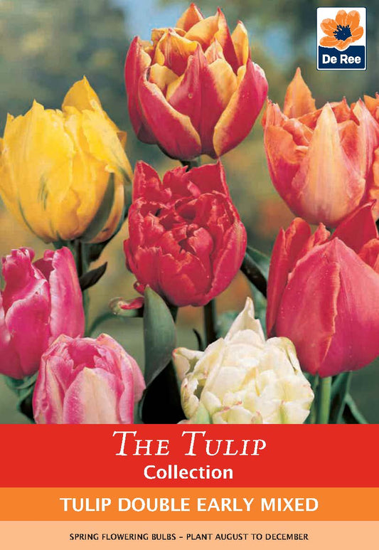 Tulip Double Early Mixed: 6 Bulbs for Vibrant Spring Blooms - plants - express.com