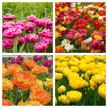 Tulip Double Early Mixed: 6 Bulbs for Vibrant Spring Blooms - plants - express.com
