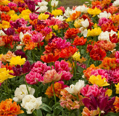 Tulip Double Early Mixed: 6 Bulbs for Vibrant Spring Blooms - plants - express.com