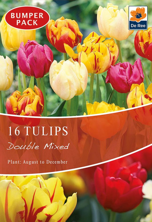Tulip Double Mixed (16 Bulbs) - plants - express.com