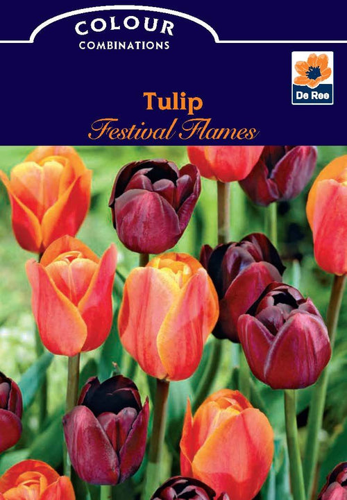 Tulip Festival Flames (6 Bulbs) - plants - express.com