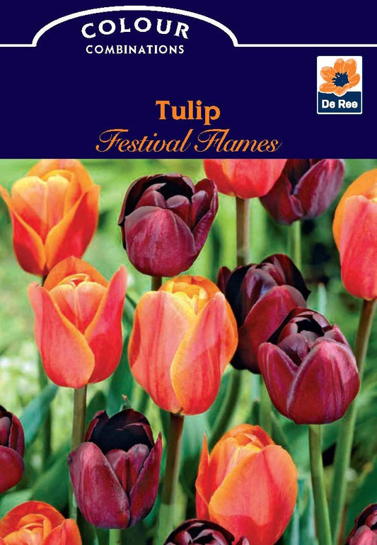 Tulip Festival Flames (6 Bulbs) - plants - express.com