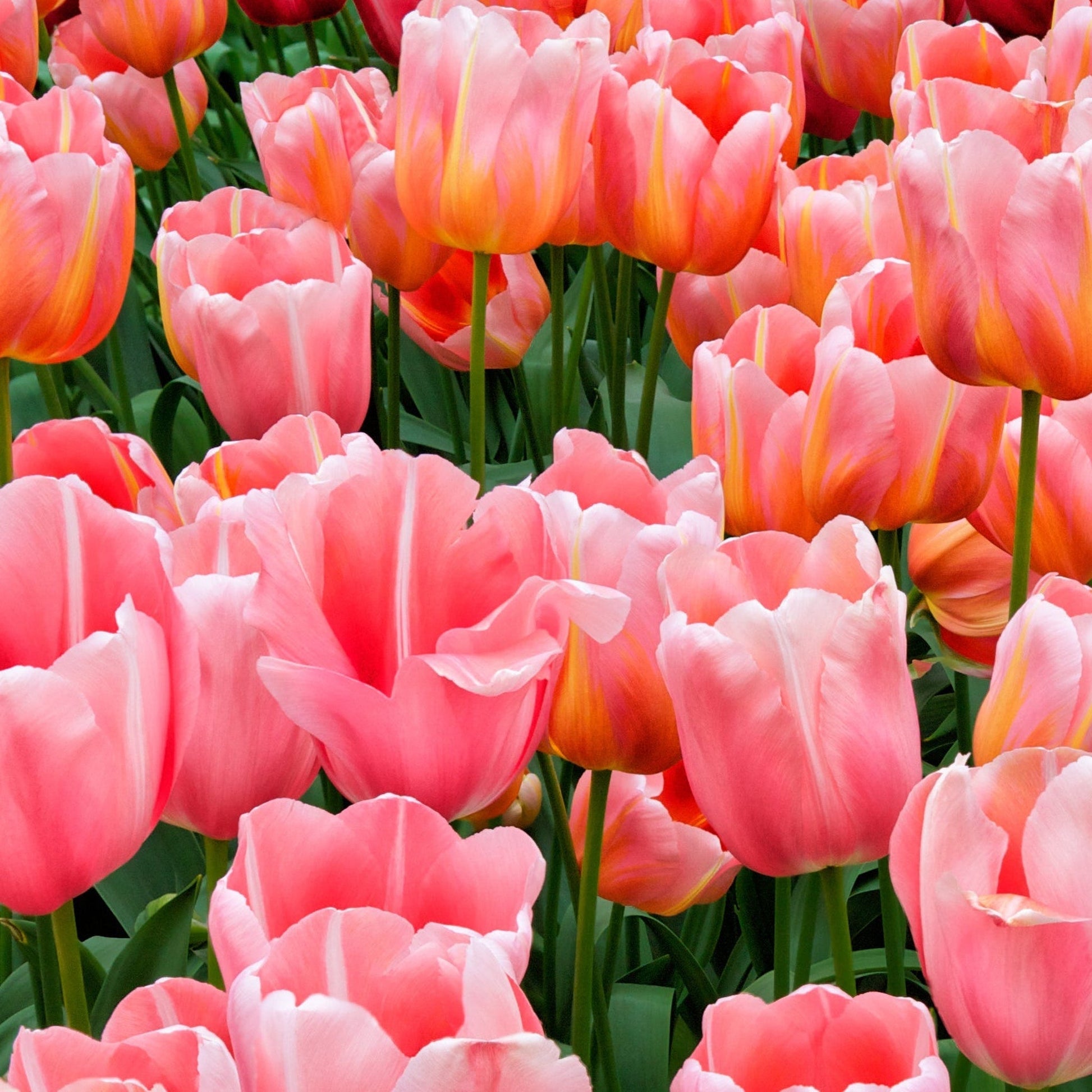 Tulip Menton - Coral Pink, 60cm, Award of Garden Merit, 7 Bulbs - plants - express.com