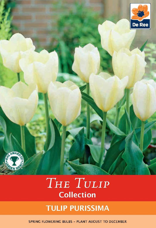 Tulip 'Purissima' (6 Bulbs) - plants - express.com