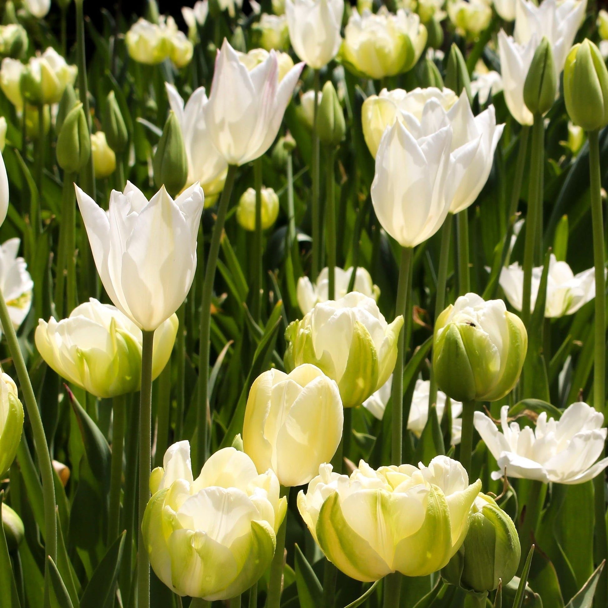 Tulip 'Purissima' (6 Bulbs) - plants - express.com
