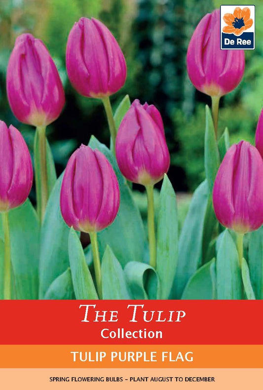 Tulip 'Purple Flag' (6 Bulbs) - plants - express.com