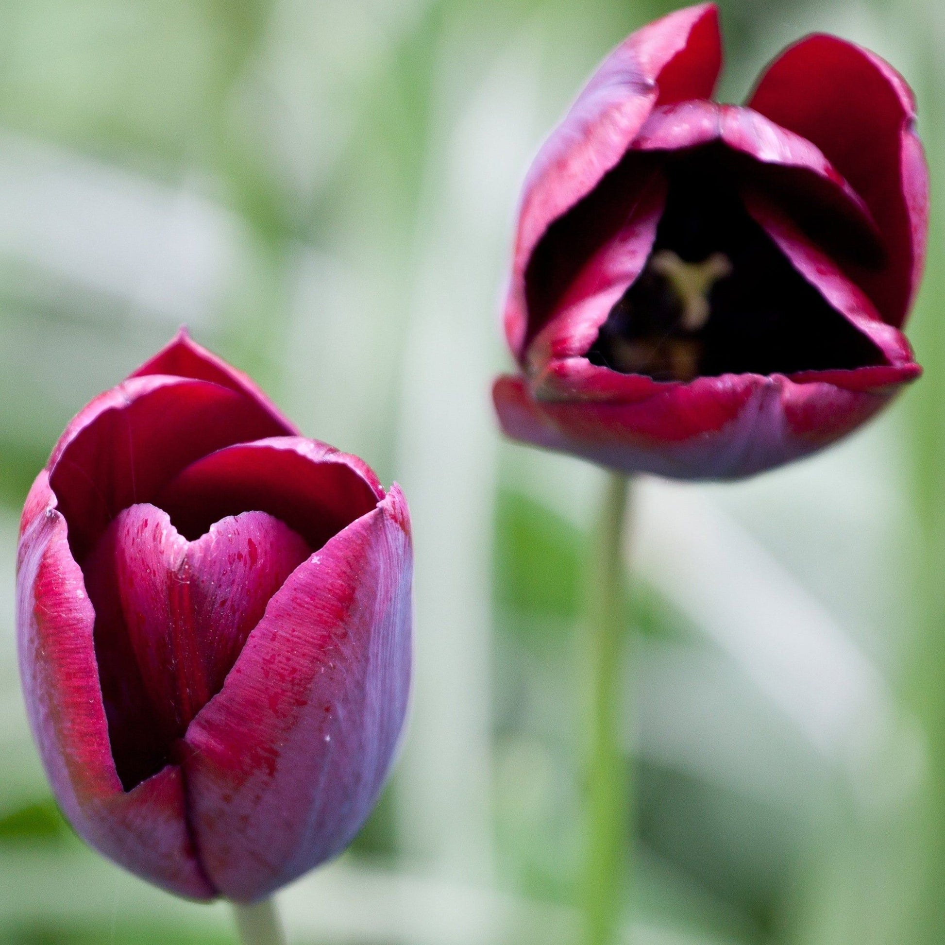 Tulip Ronaldo Red Wine - 5 Bulbs, Deep Crimson Blooms - plants - express.com