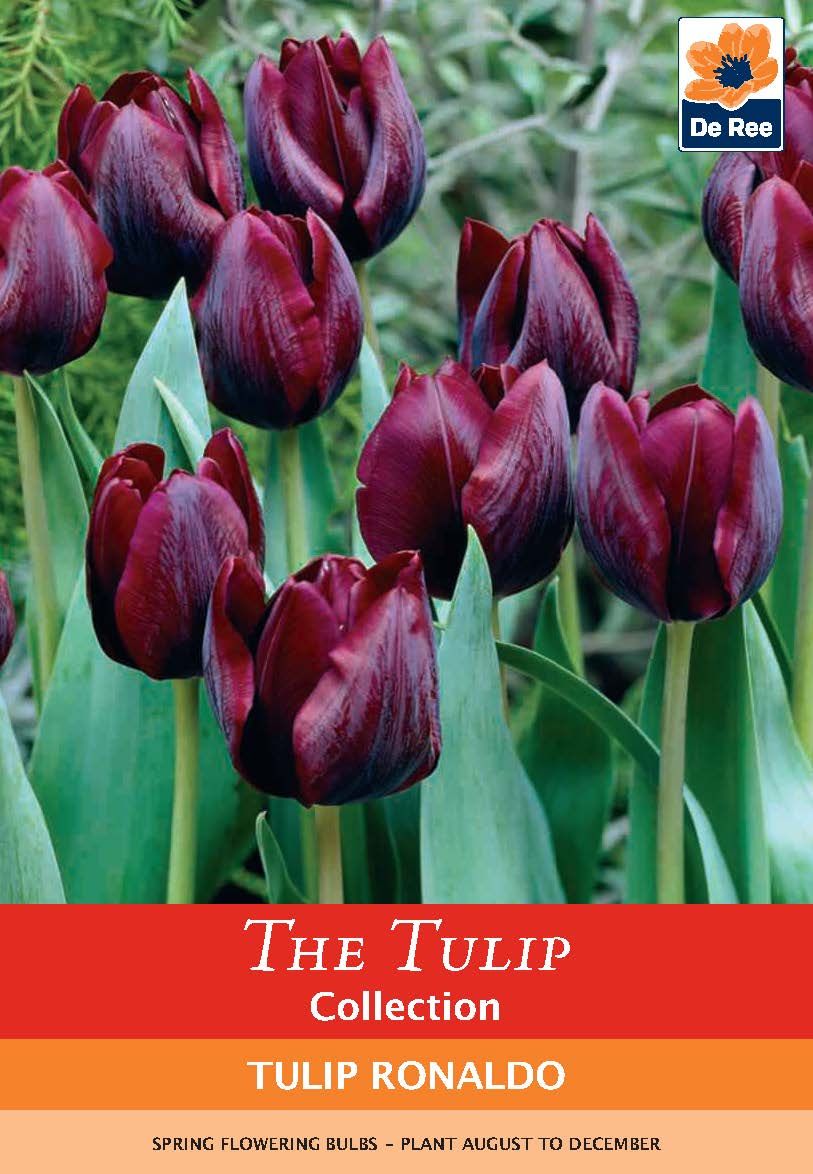 Tulip Ronaldo Red Wine - 5 Bulbs, Deep Crimson Blooms - plants - express.com