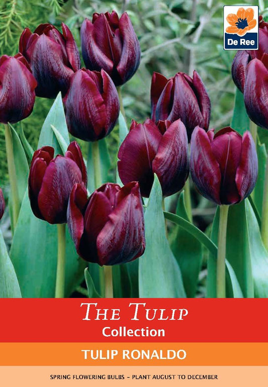 Tulip Ronaldo Red Wine - 5 Bulbs, Deep Crimson Blooms - plants - express.com