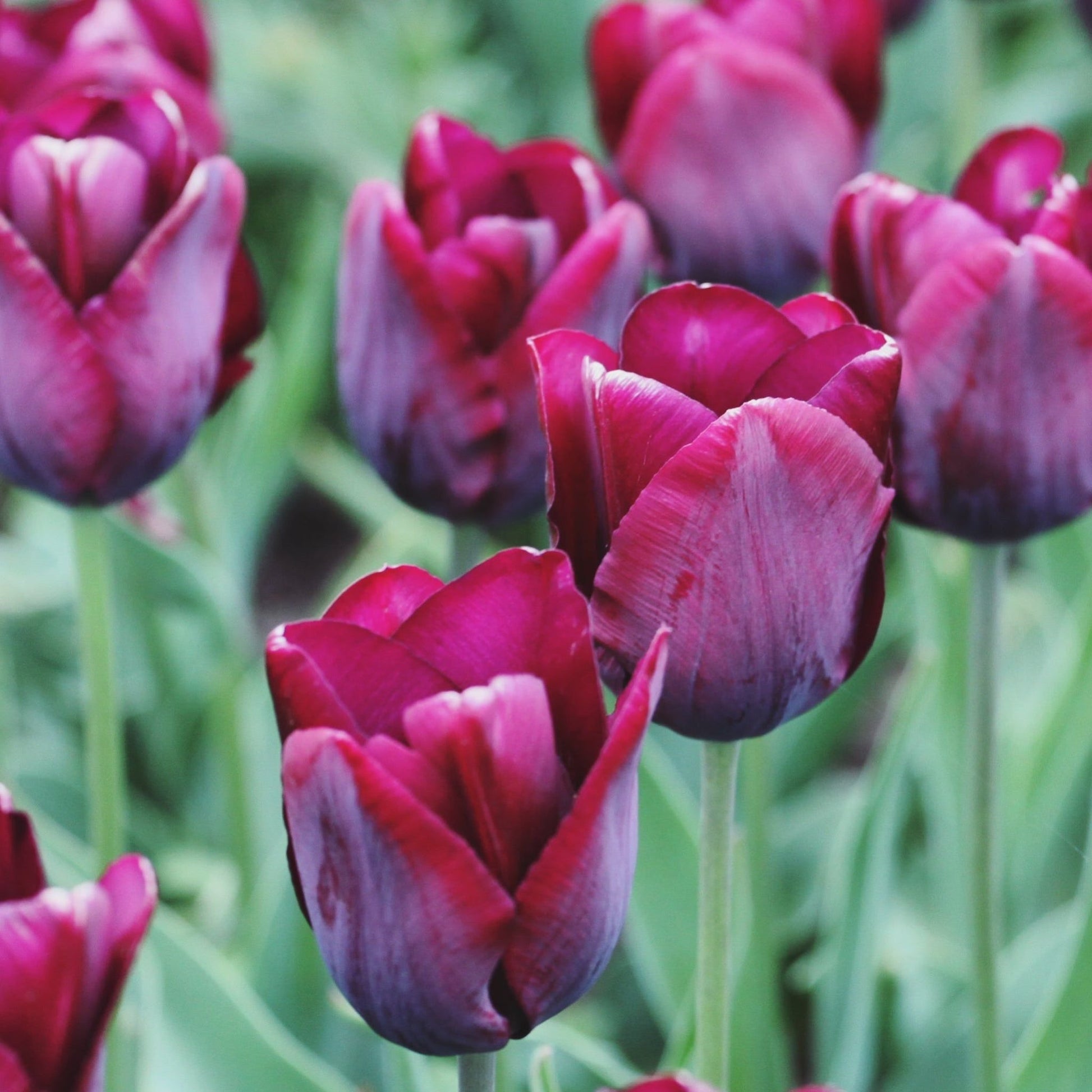 Tulip Ronaldo Red Wine - 5 Bulbs, Deep Crimson Blooms - plants - express.com