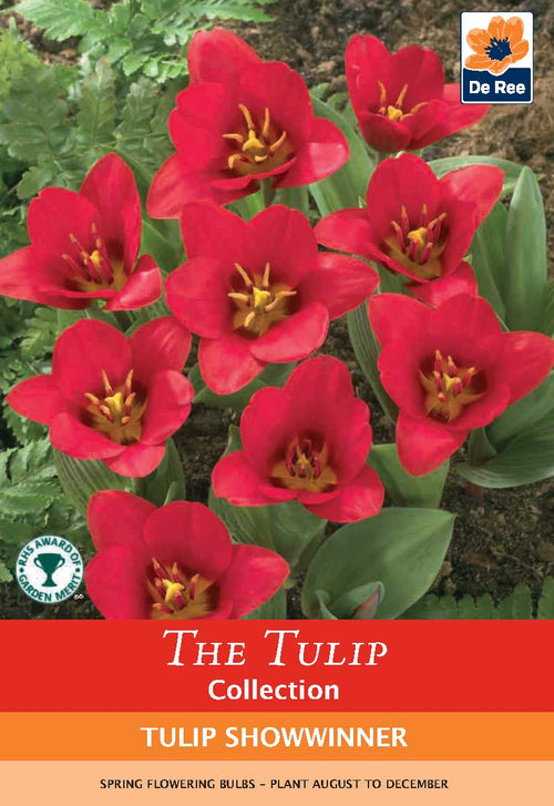 Tulip 'Showwinner' (6 Bulbs) - plants - express.com