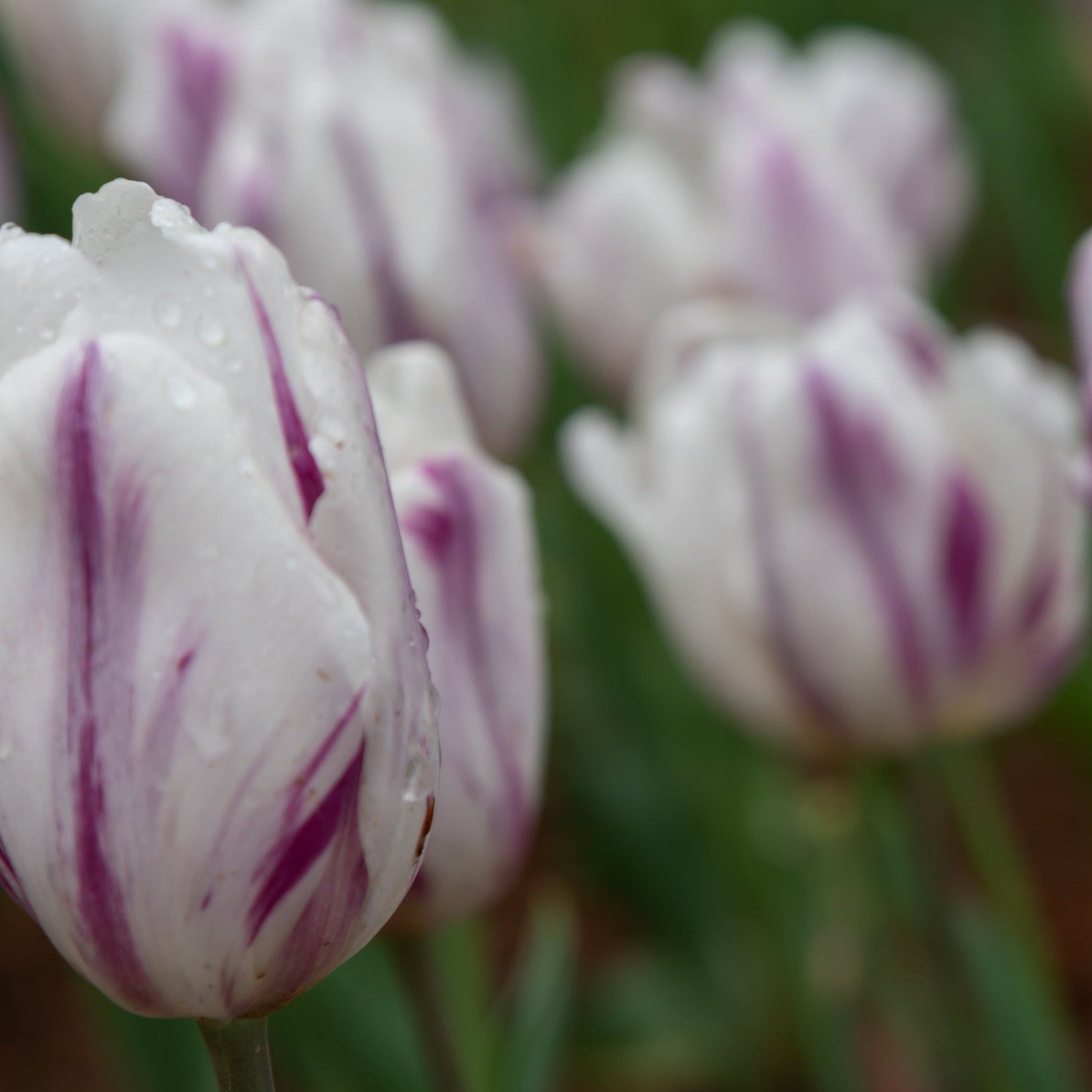 Tulip Triumph Flaming Flag - White Cup Blooms with Lilac Markings (6 Bulbs) - plants - express.com