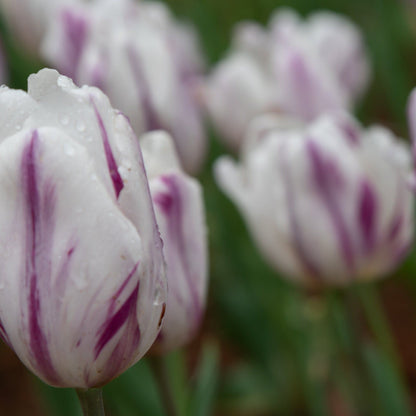 Tulip Triumph Flaming Flag - White Cup Blooms with Lilac Markings (6 Bulbs) - plants - express.com