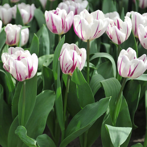 Tulip Triumph Flaming Flag - White Cup Blooms with Lilac Markings (6 Bulbs) - plants - express.com