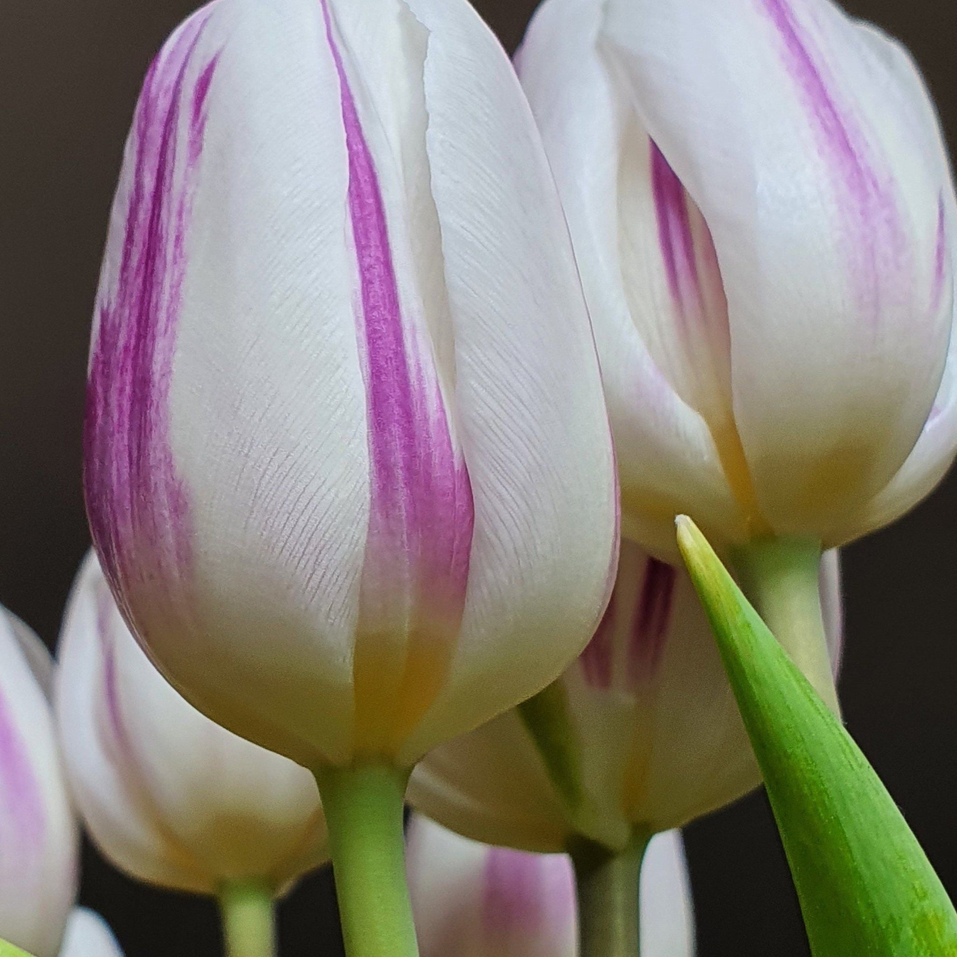 Tulip Triumph Flaming Flag - White Cup Blooms with Lilac Markings (6 Bulbs) - plants - express.com