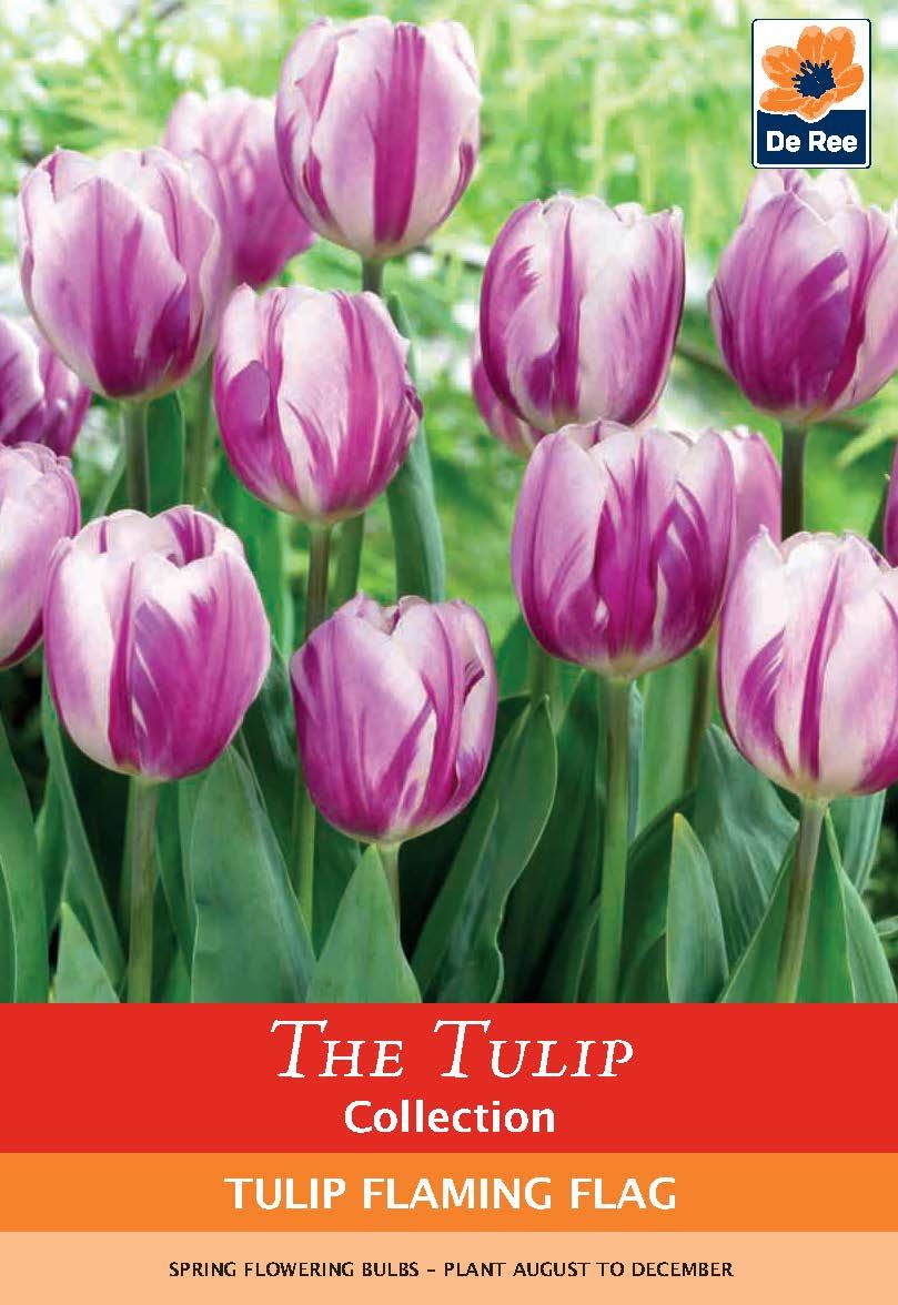 Tulip Triumph Flaming Flag - White Cup Blooms with Lilac Markings (6 Bulbs) - plants - express.com
