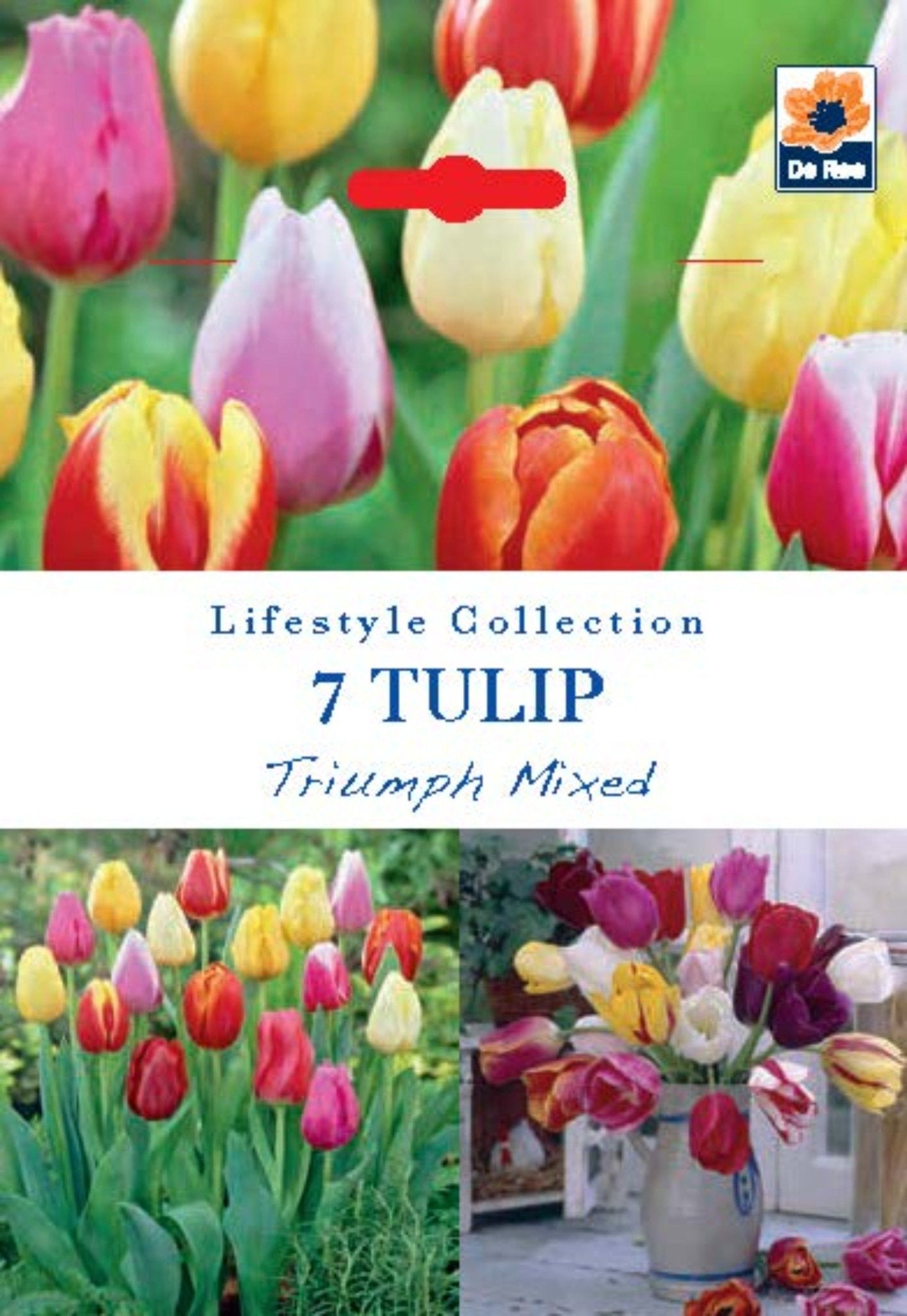 Tulip Triumph Mixed Bulbs (7 Bulbs) - plants - express.com