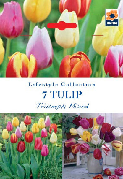 Tulip Triumph Mixed Bulbs (7 Bulbs) - plants - express.com