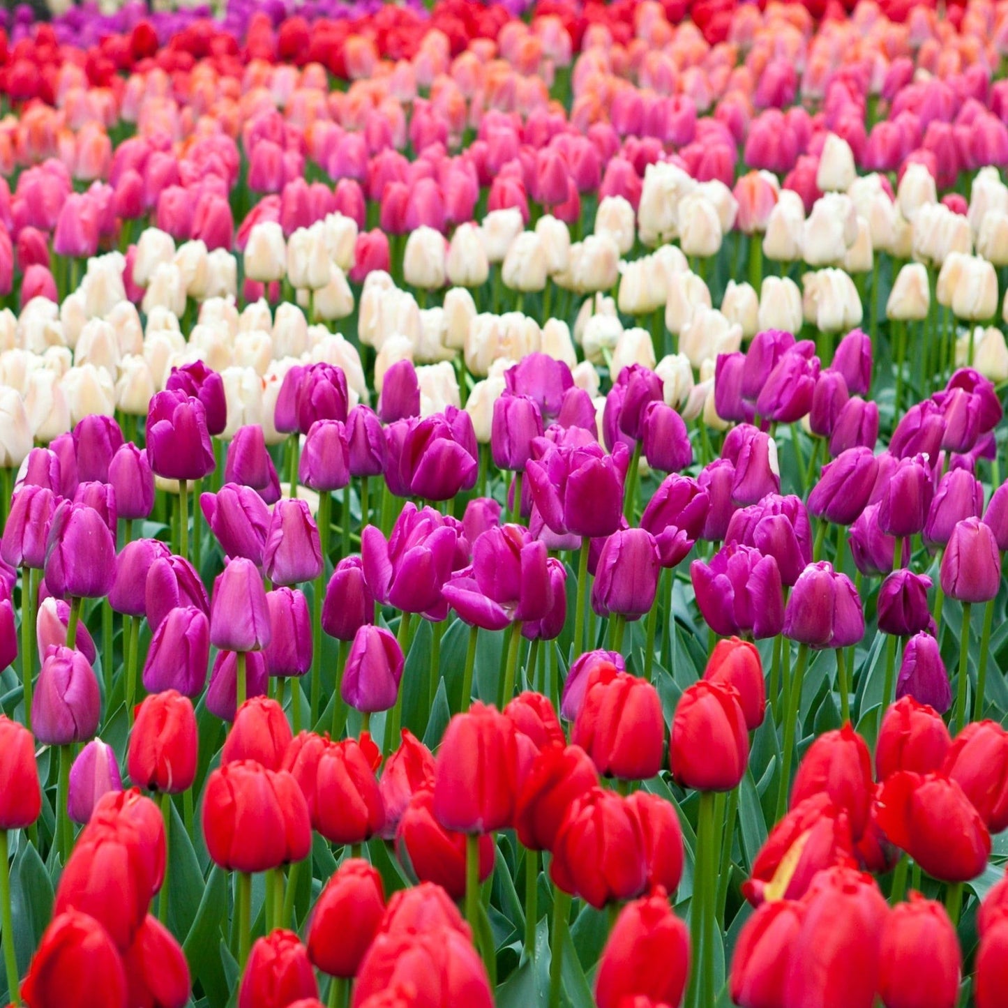 Tulip Triumph Mixed Bulbs (7 Bulbs) - plants - express.com