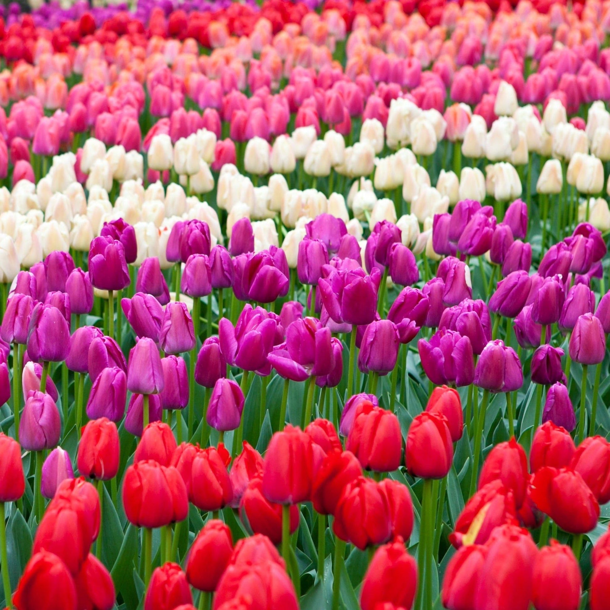 Tulip Triumph Mixed Bulbs (7 Bulbs) - plants - express.com