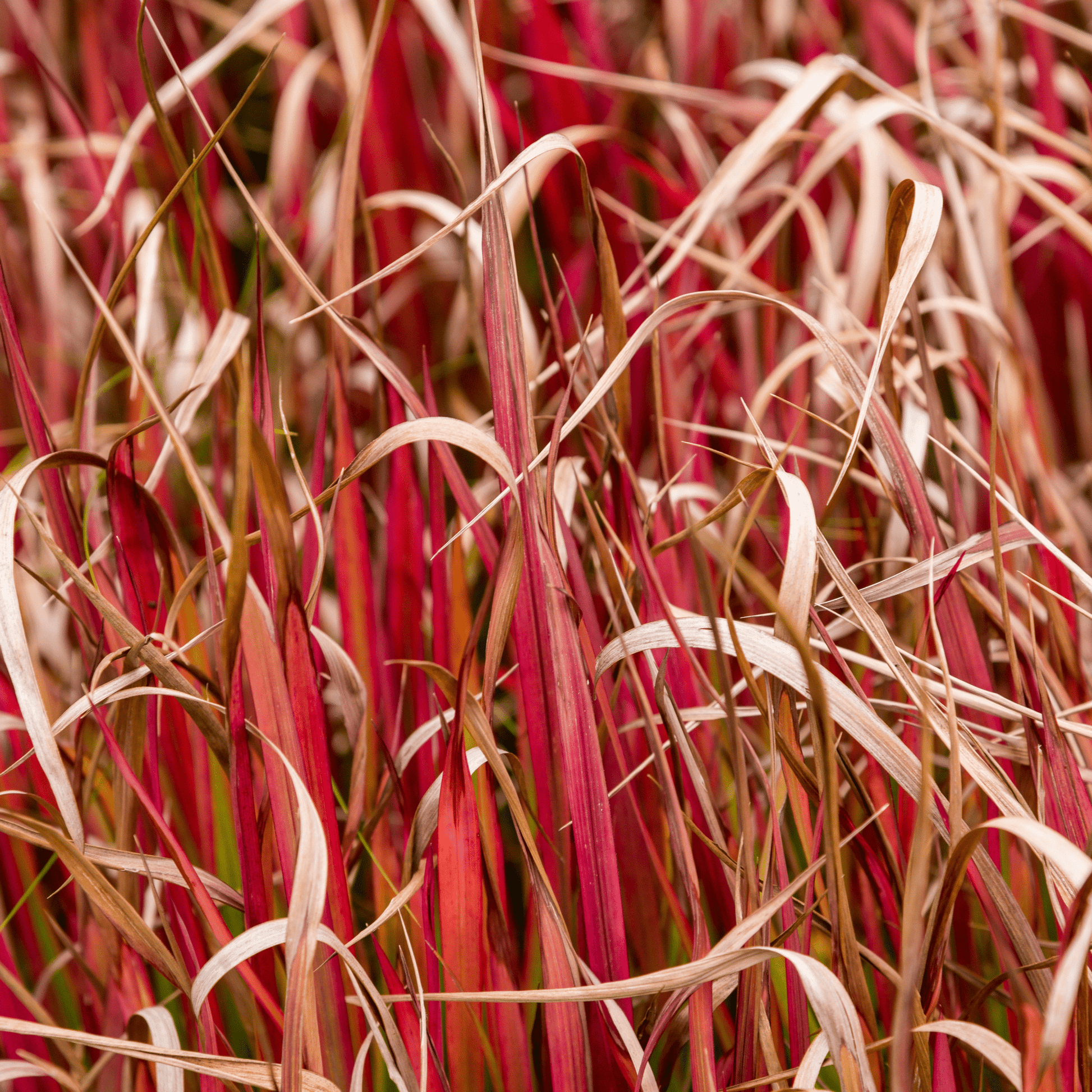 Uncinia 'Rubra' Ornamental Grass 2L - plants - express.com
