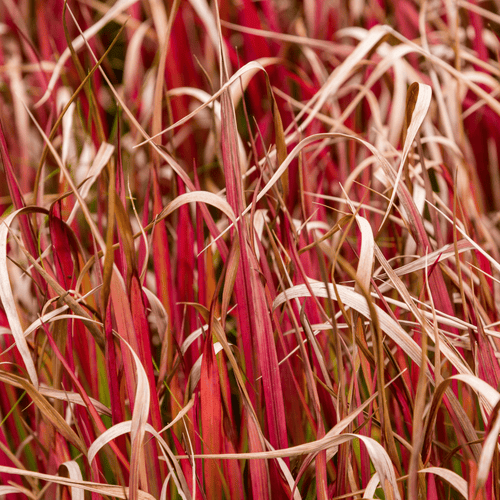 Uncinia 'Rubra' Ornamental Grass 2L - plants - express.com