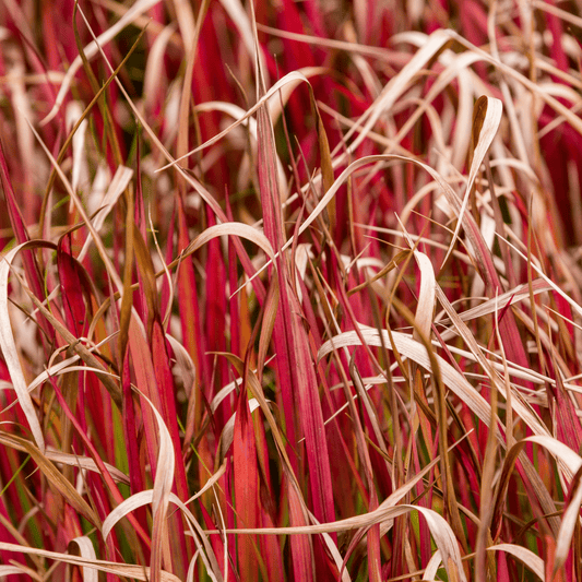 Uncinia 'Rubra' Ornamental Grass 2L - plants - express.com