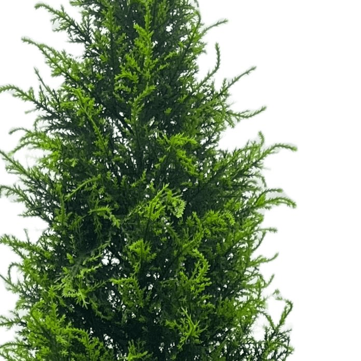UV Resistant 150cm Cypress Cedar Topiary – Lifelike Outdoor Elegance - plants - express.com