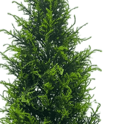 UV Resistant 150cm Cypress Cedar Topiary – Lifelike Outdoor Elegance - plants - express.com