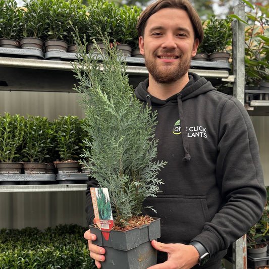 Van Pelt's Blue Cypress: Striking Columnar Evergreen with Stunning Silvery Foliage - plants - express.com
